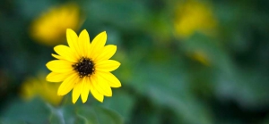 Flor amarela