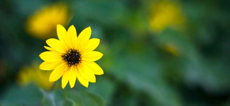 Flor amarela